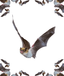 Image: Our correspondent gets into Wuhan